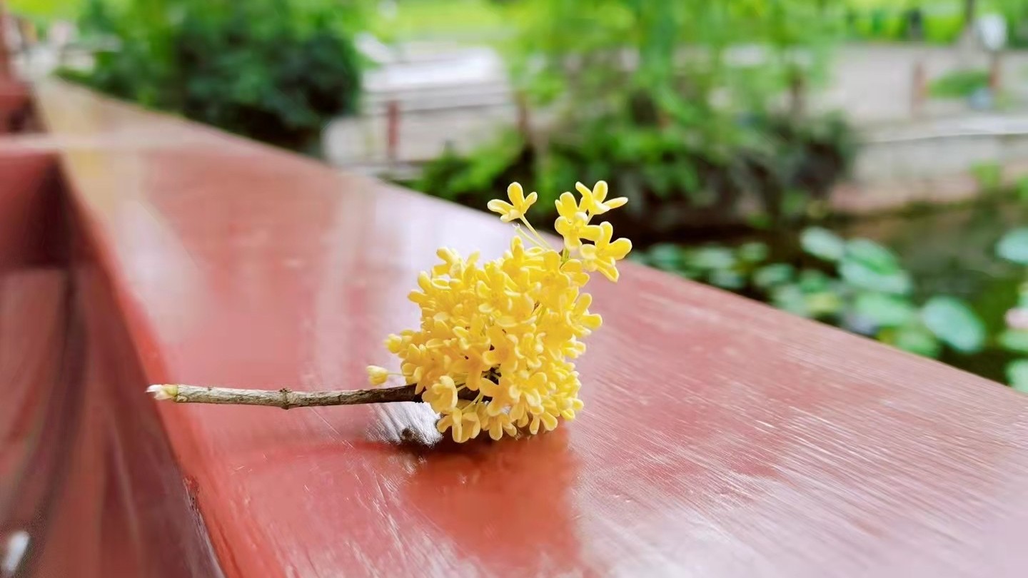 國慶快到了，趁空閑用透明香蕉视频APP下载安卓做些手工！